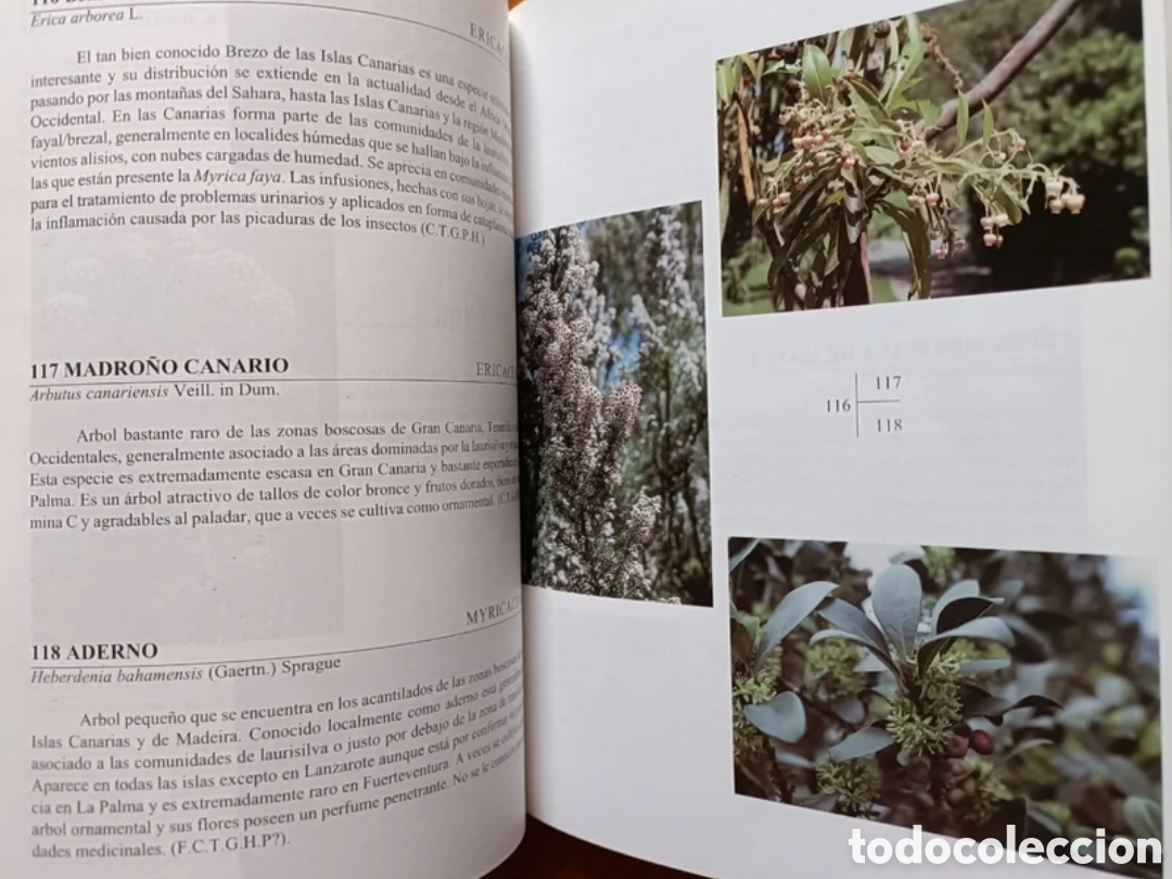 Libros de segunda mano: Flora de las Islas Canarias. - Foto 7