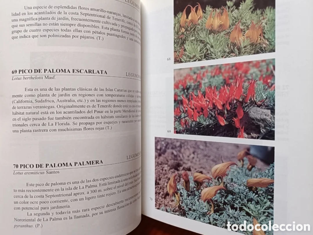 Libros de segunda mano: Flora de las Islas Canarias. - Foto 8