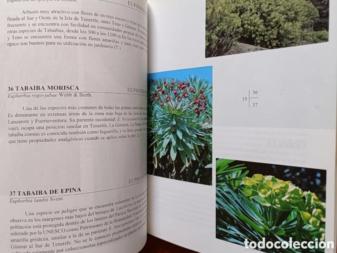 Libros de segunda mano: Flora de las Islas Canarias. - Foto 9