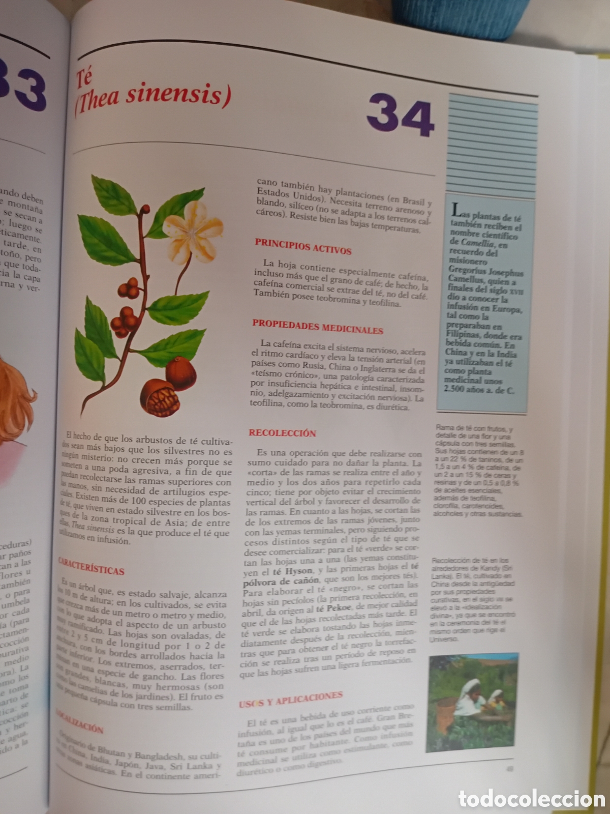 Libros de segunda mano: PLANTAS MEDICINALES Y CURATIVAS. - Foto 5