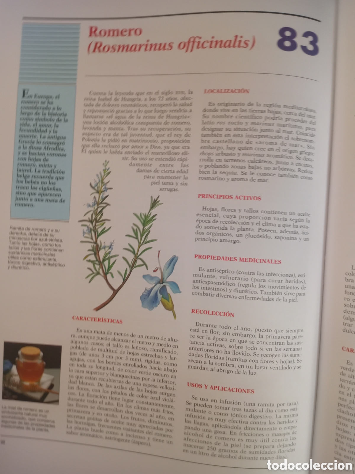 Libros de segunda mano: PLANTAS MEDICINALES Y CURATIVAS. - Foto 6