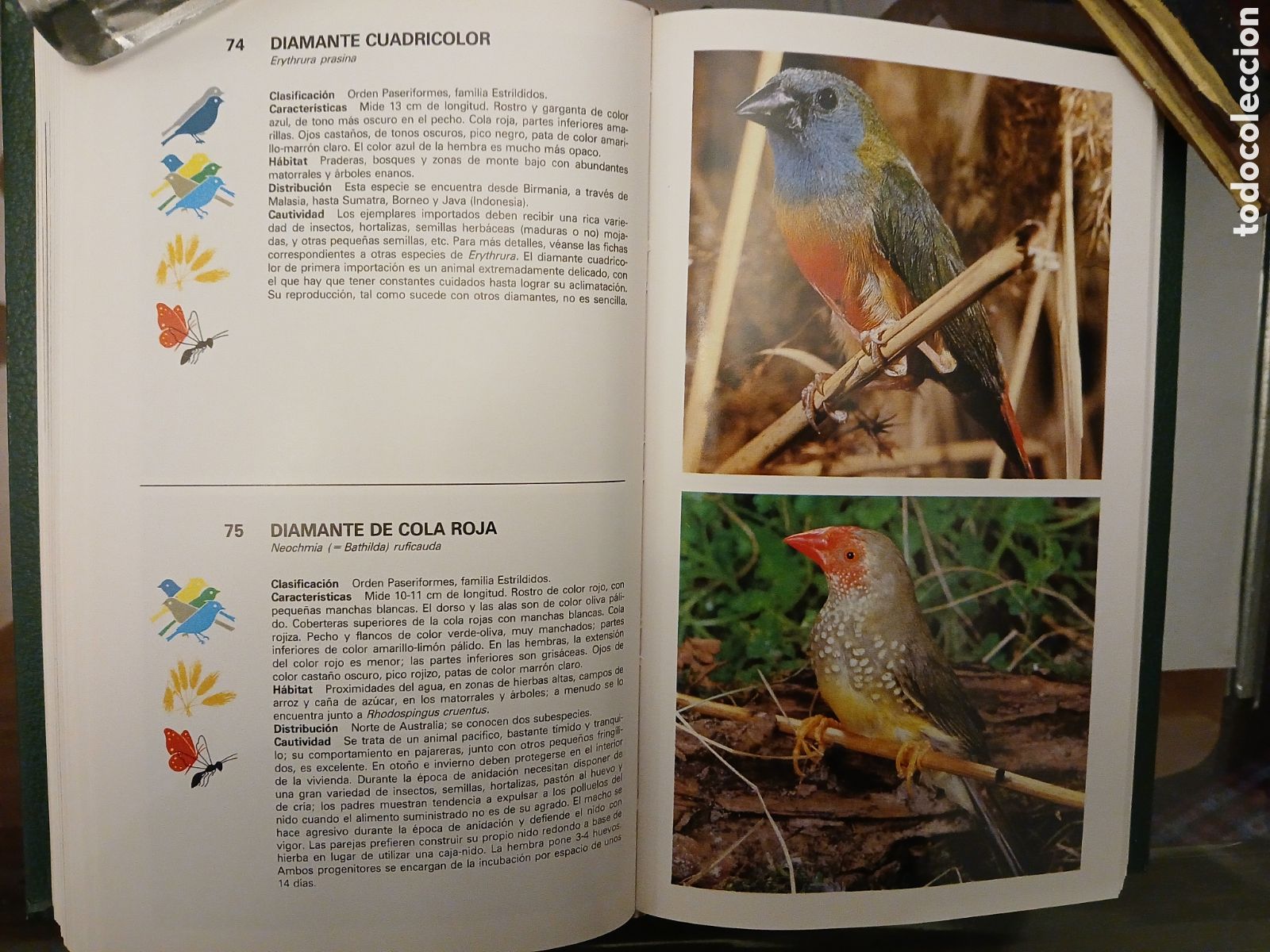 Libros de segunda mano: Gu&iacute;a de Aves de Jaula. Grijalbo. - Foto 13
