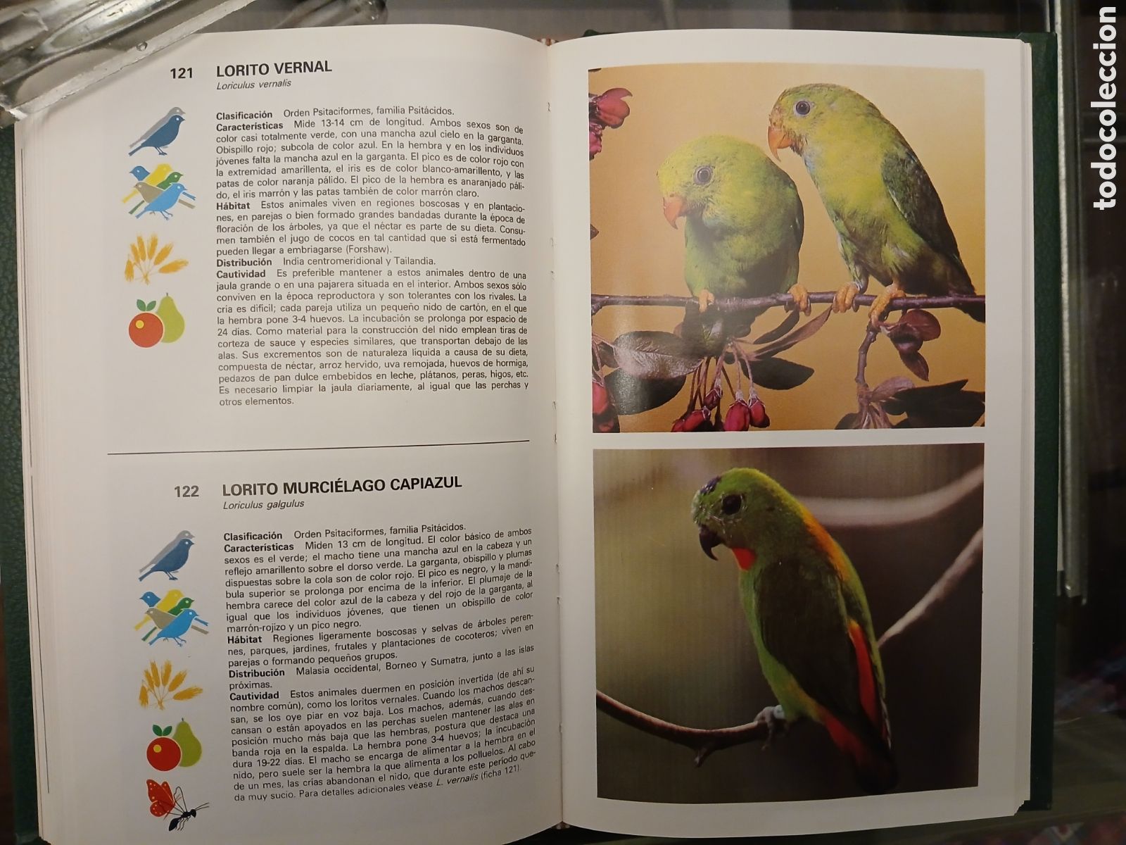 Libros de segunda mano: Gu&iacute;a de Aves de Jaula. Grijalbo. - Foto 14