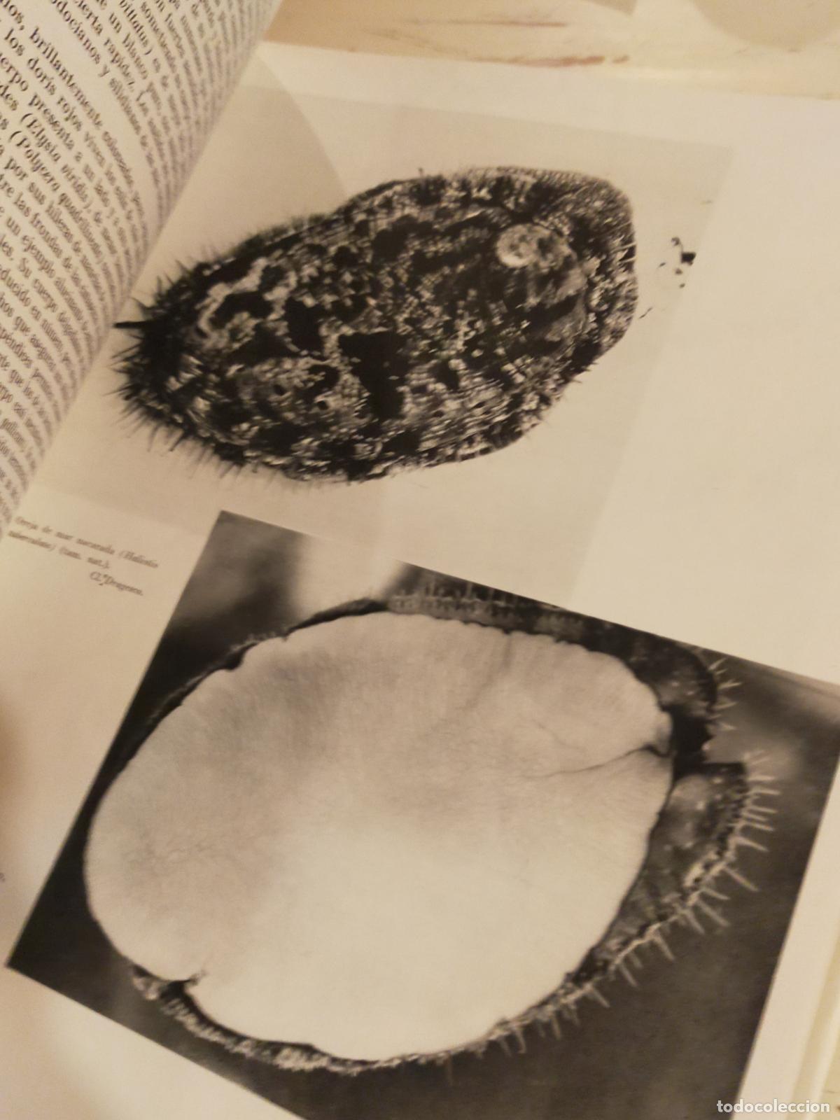 Libros de segunda mano: FLORA Y FAUNA DE LAS RIBERAS MARINAS - Foto 6
