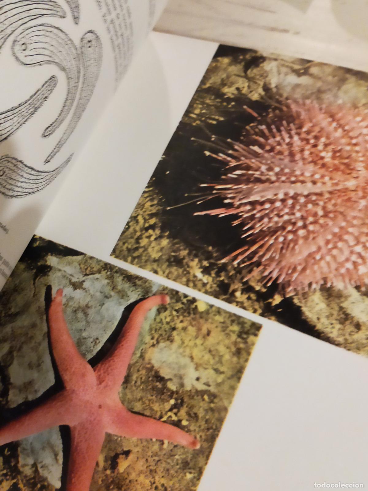 Libros de segunda mano: FLORA Y FAUNA DE LAS RIBERAS MARINAS - Foto 7