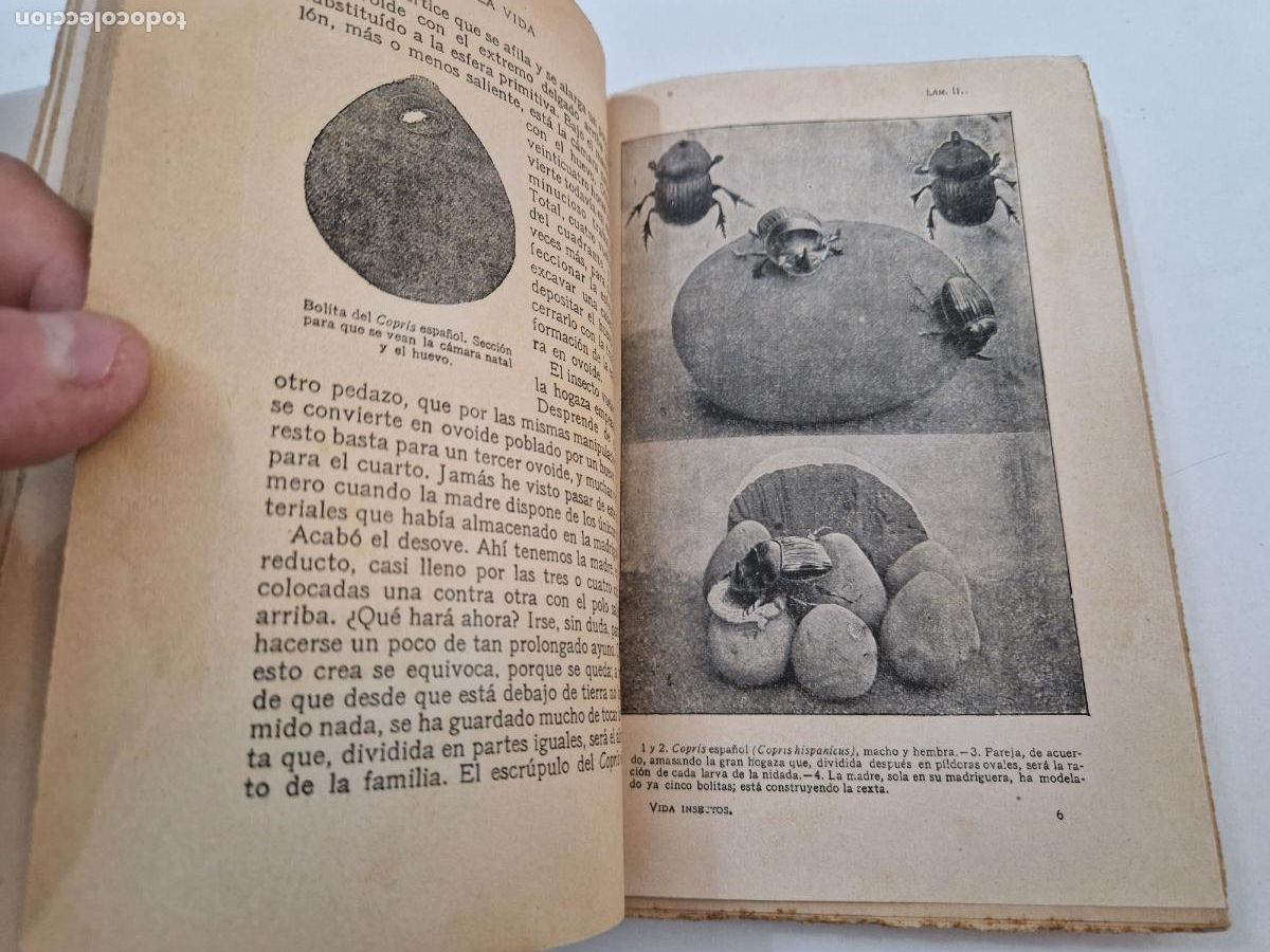 Libros de segunda mano: ANTIGUO LIBRO J.H. FABRE LA VIDA DE LOS INSECTOS CALPE 1920 - Foto 3