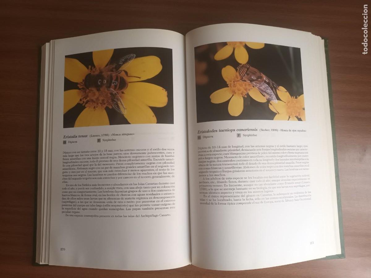 Libros de segunda mano: Insectos de Canarias --- R. Garc&iacute;a Becerra y otros - Foto 15