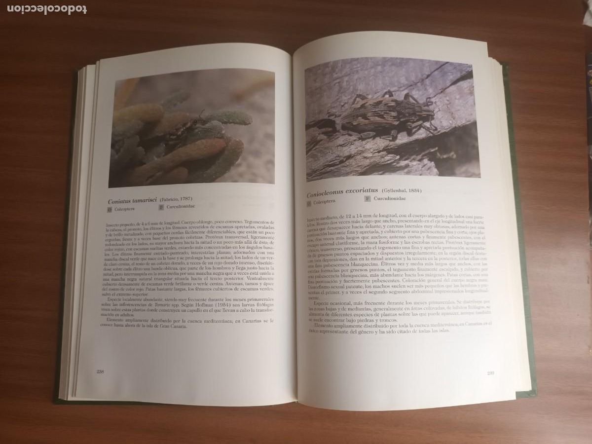 Libros de segunda mano: Insectos de Canarias --- R. Garc&iacute;a Becerra y otros - Foto 16