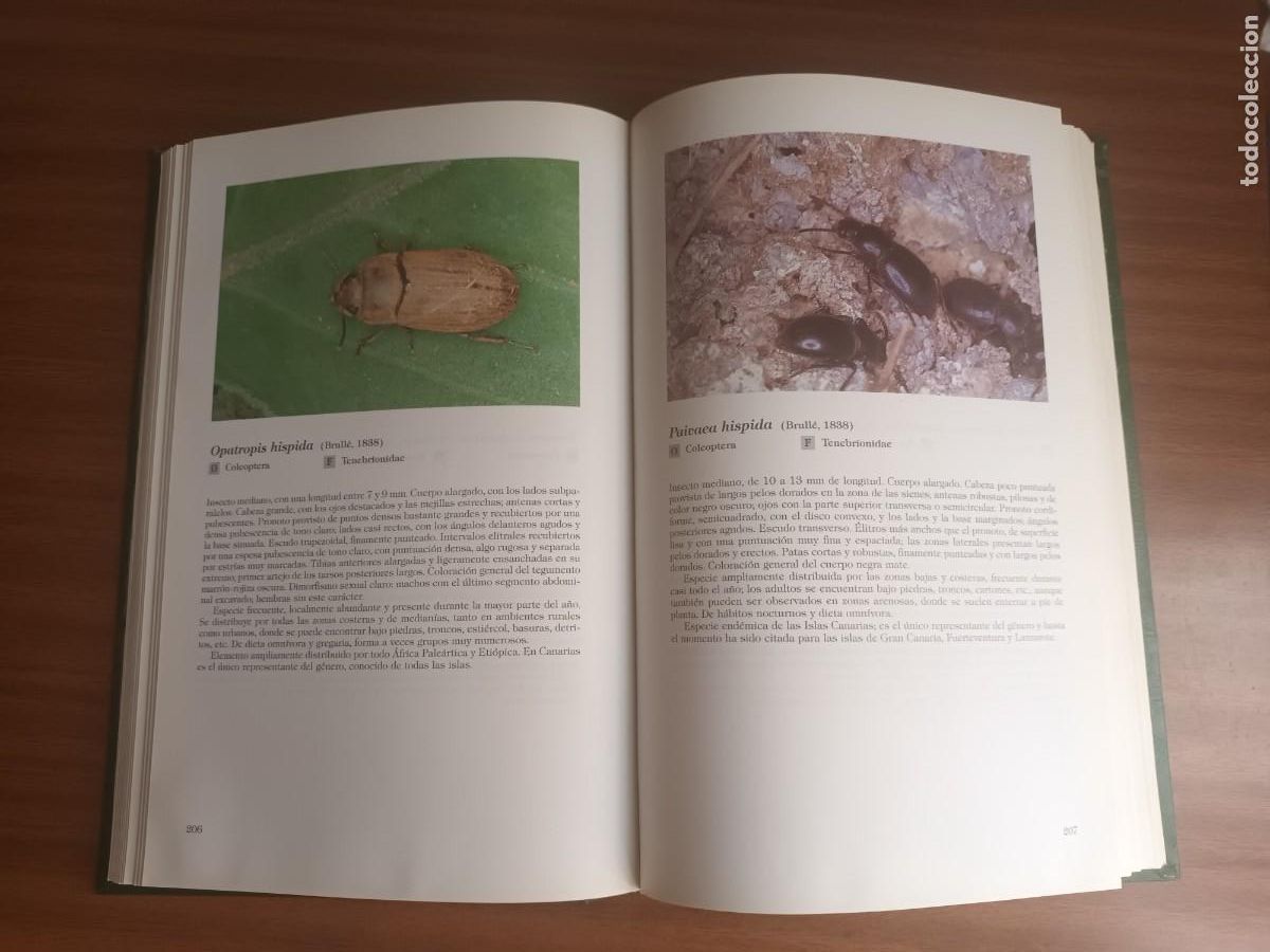 Libros de segunda mano: Insectos de Canarias --- R. Garc&iacute;a Becerra y otros - Foto 17
