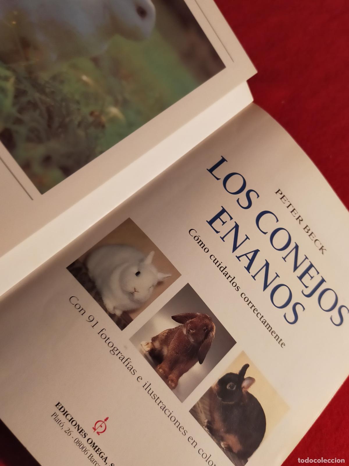 Libros de segunda mano: LOS CONEJOS ENANOS - - Foto 3