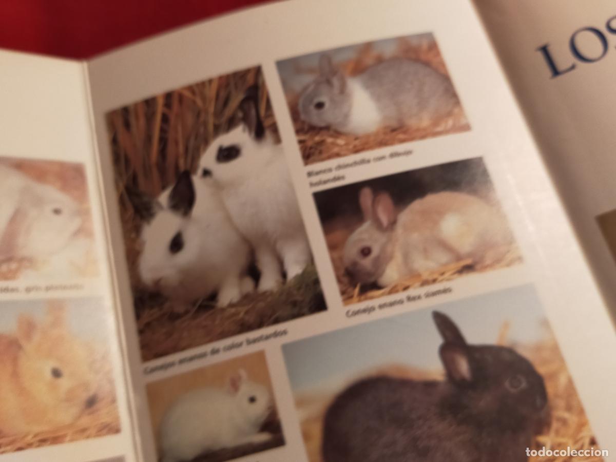 Libros de segunda mano: LOS CONEJOS ENANOS - - Foto 4
