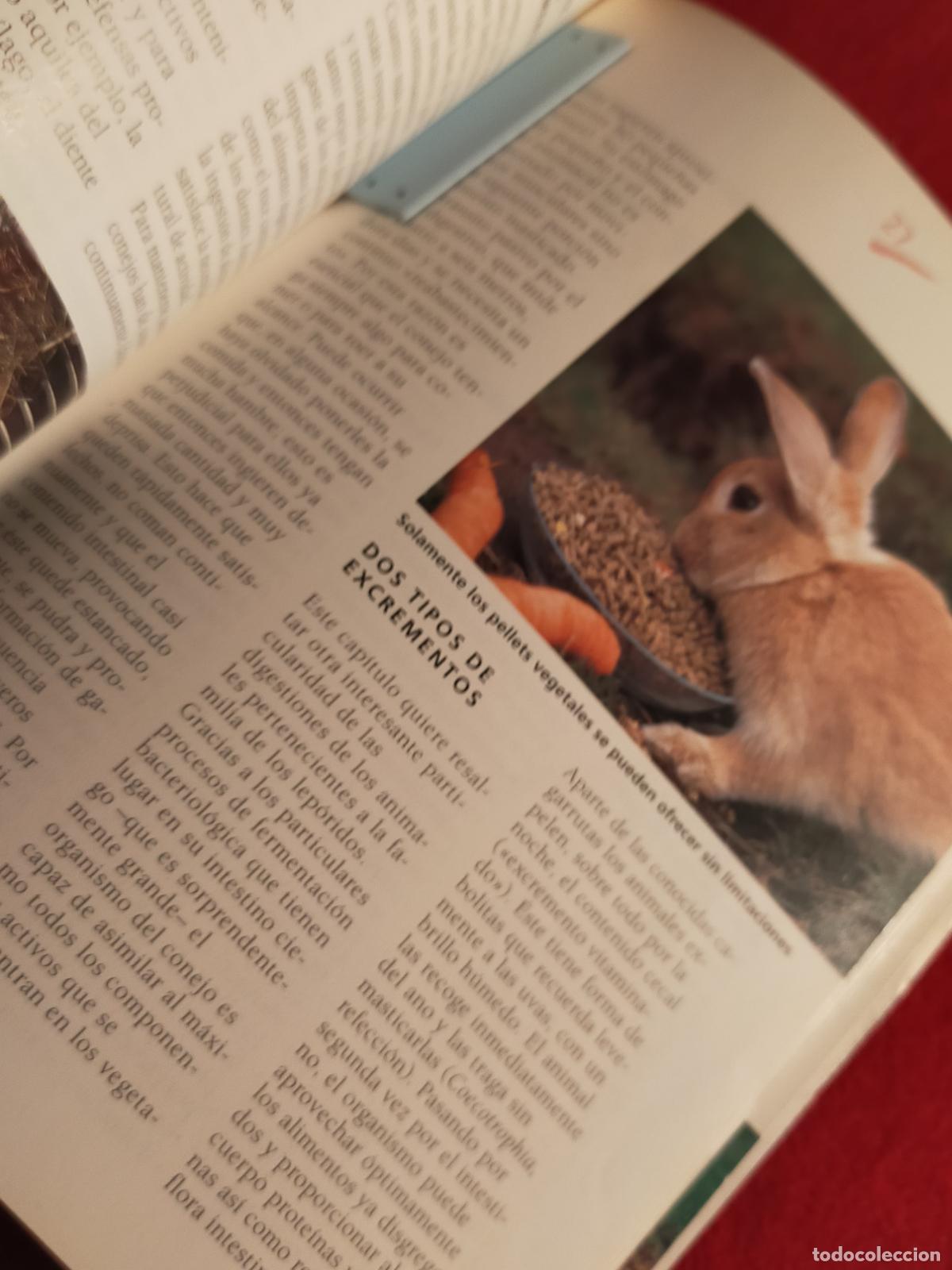 Libros de segunda mano: LOS CONEJOS ENANOS - - Foto 5