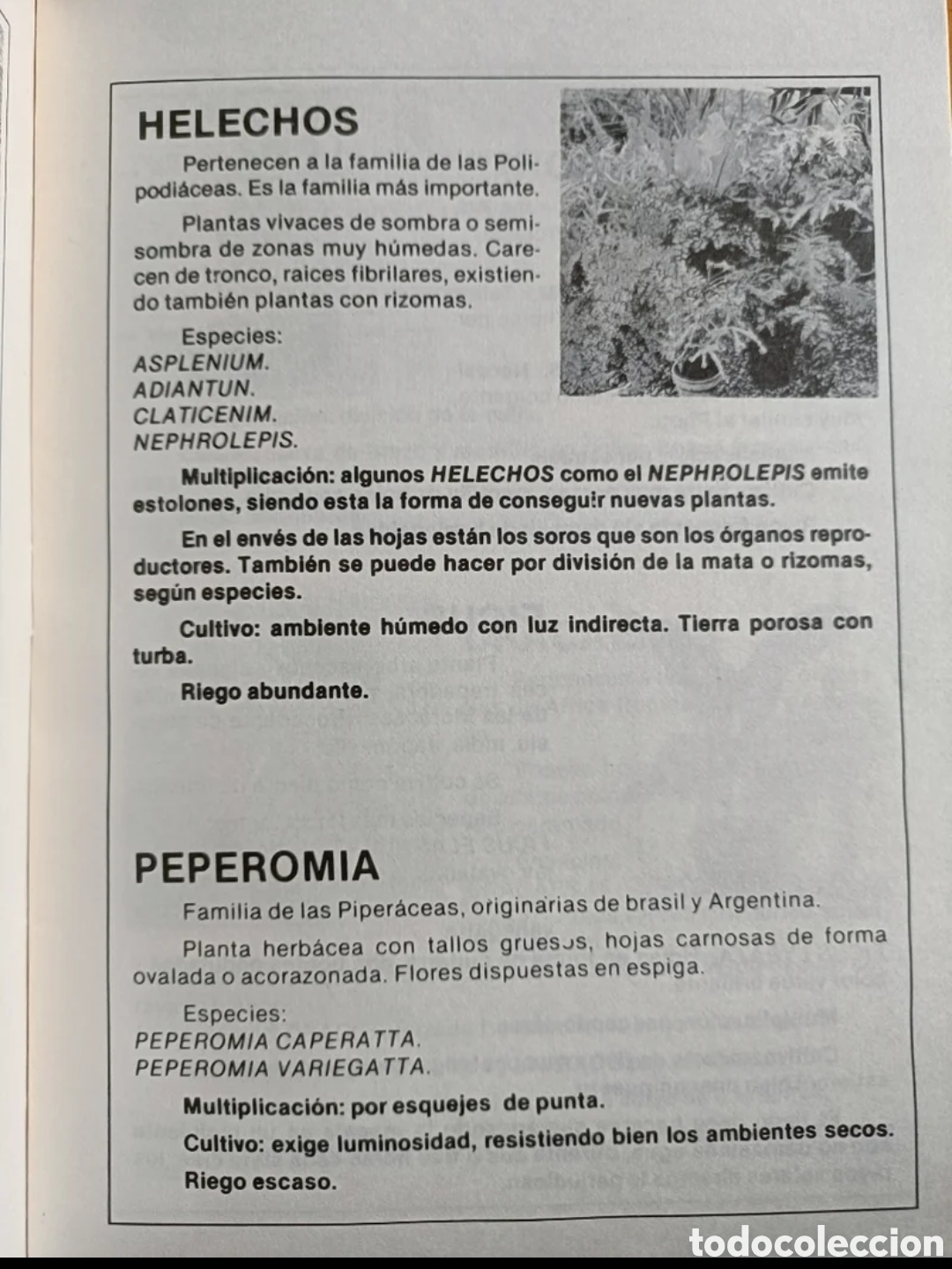 Libros de segunda mano: Jardiner&iacute;a canaria I - Foto 2