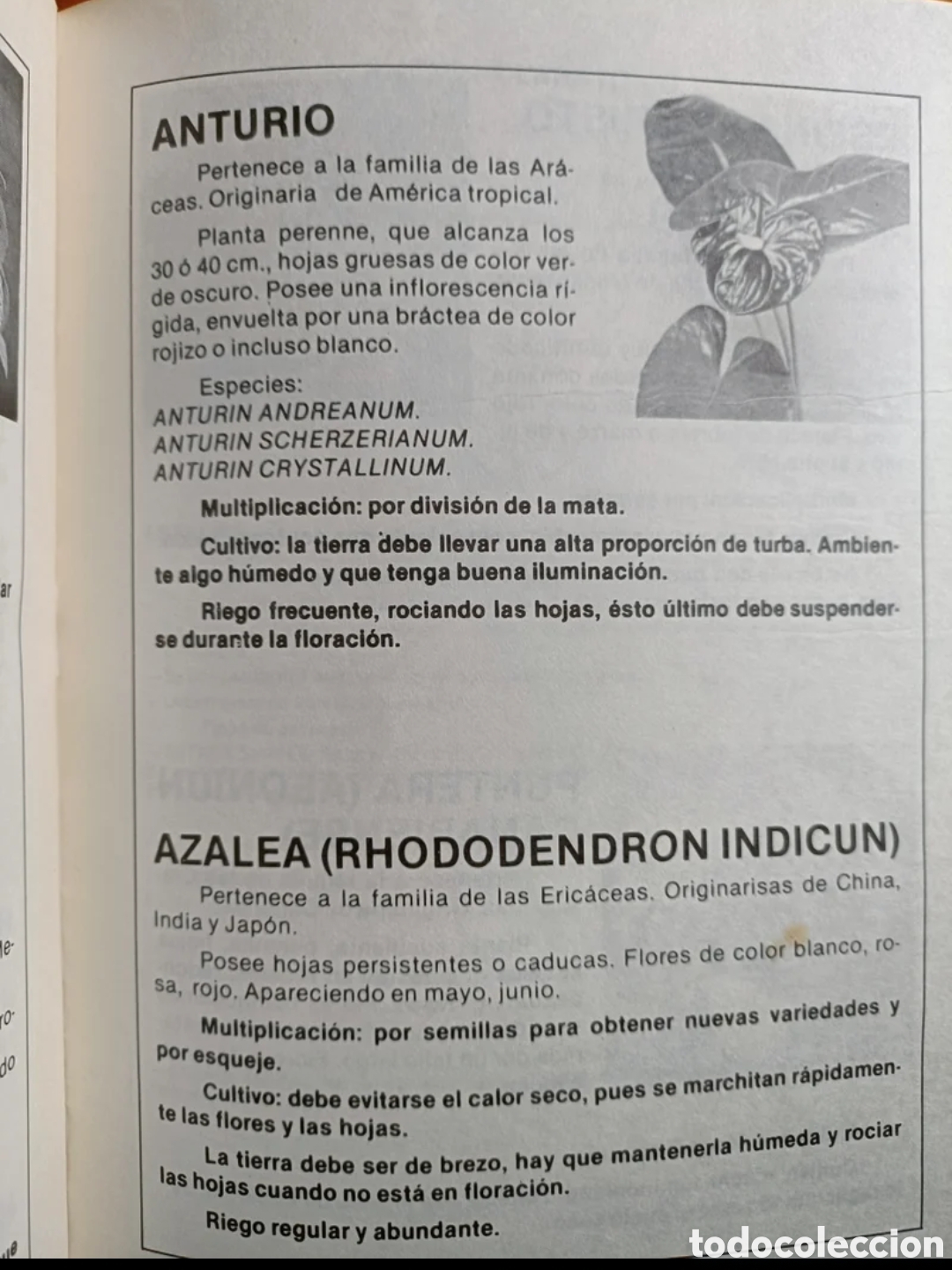 Libros de segunda mano: Jardiner&iacute;a canaria I - Foto 3