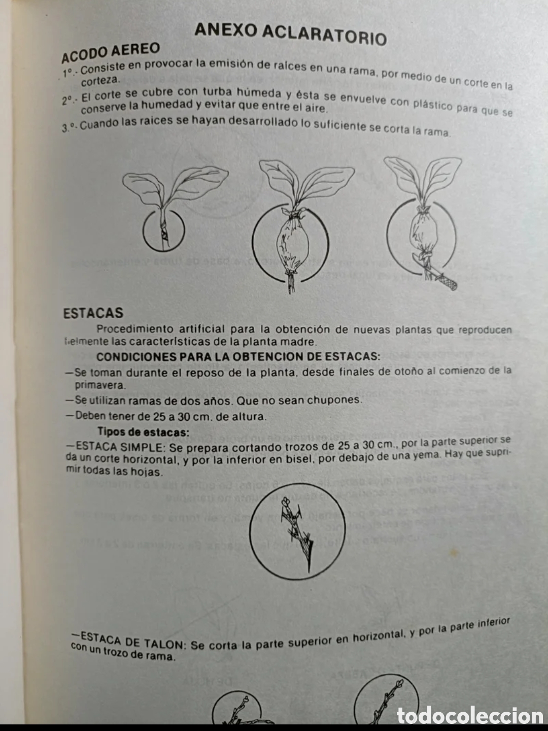 Libros de segunda mano: Jardiner&iacute;a canaria I - Foto 4