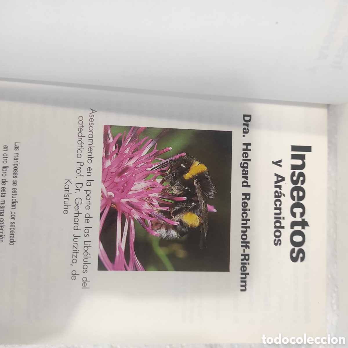 Libros de segunda mano: Insectos y Ar&aacute;cnidos - Foto 2