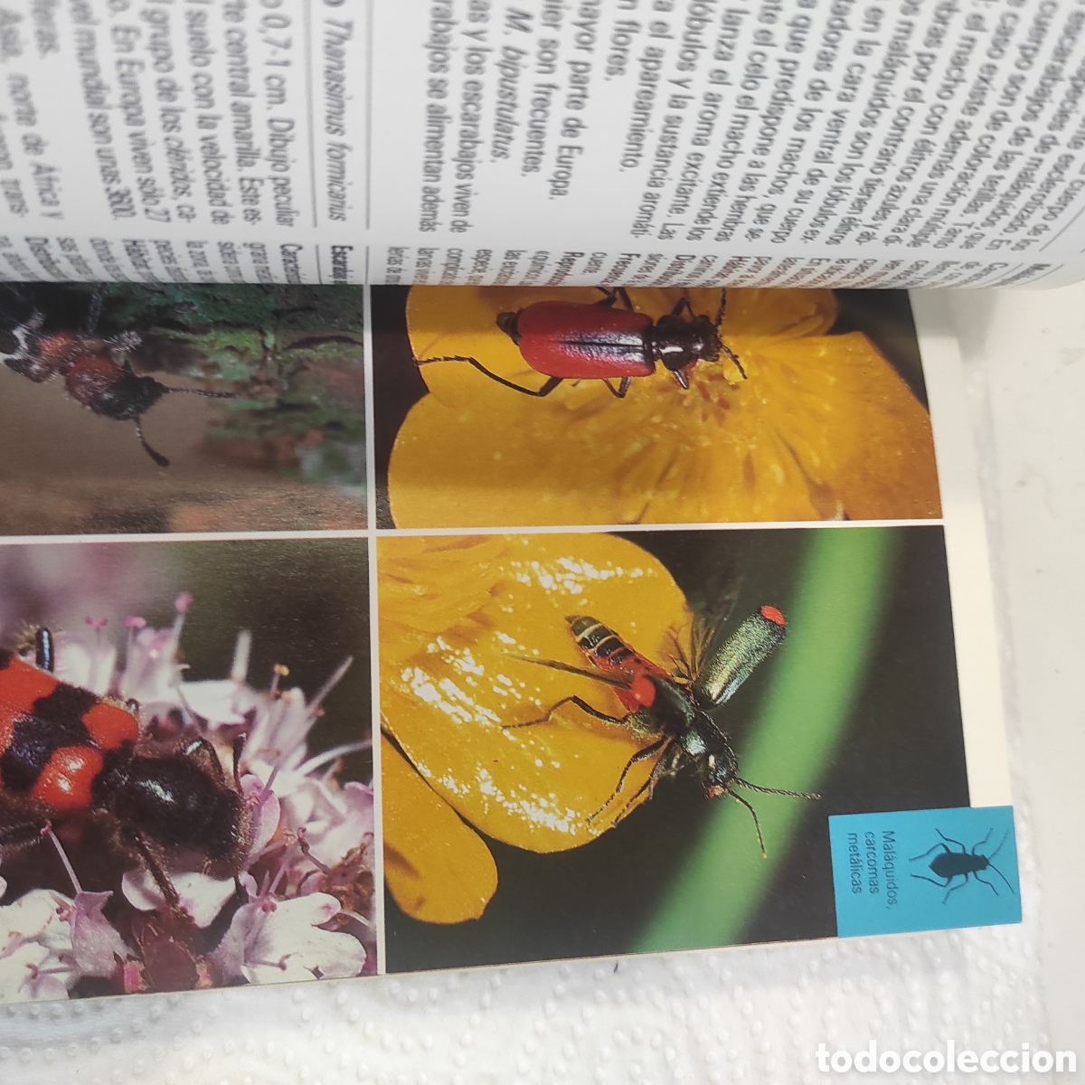 Libros de segunda mano: Insectos y Ar&aacute;cnidos - Foto 5