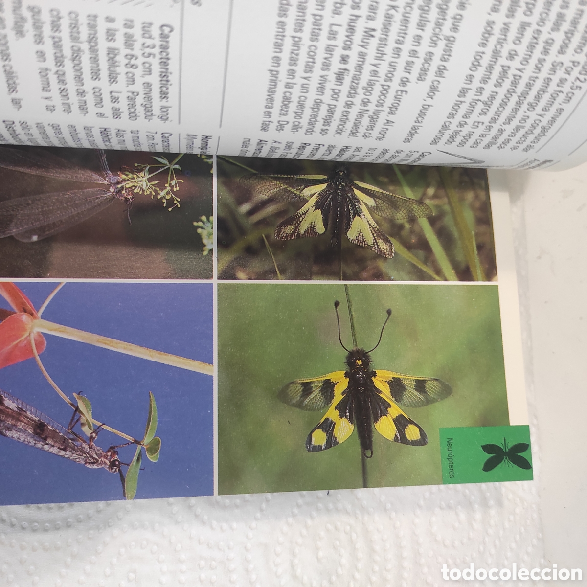 Libros de segunda mano: Insectos y Ar&aacute;cnidos - Foto 6