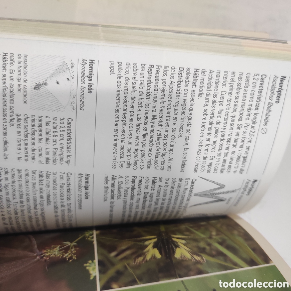 Libros de segunda mano: Insectos y Ar&aacute;cnidos - Foto 7