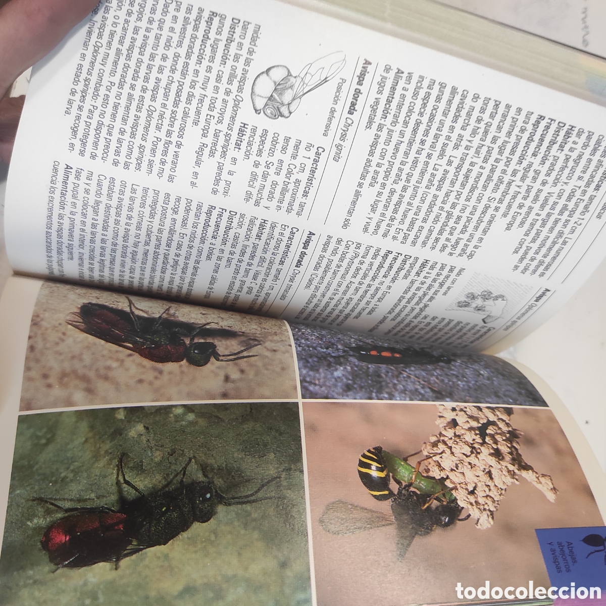 Libros de segunda mano: Insectos y Ar&aacute;cnidos - Foto 9