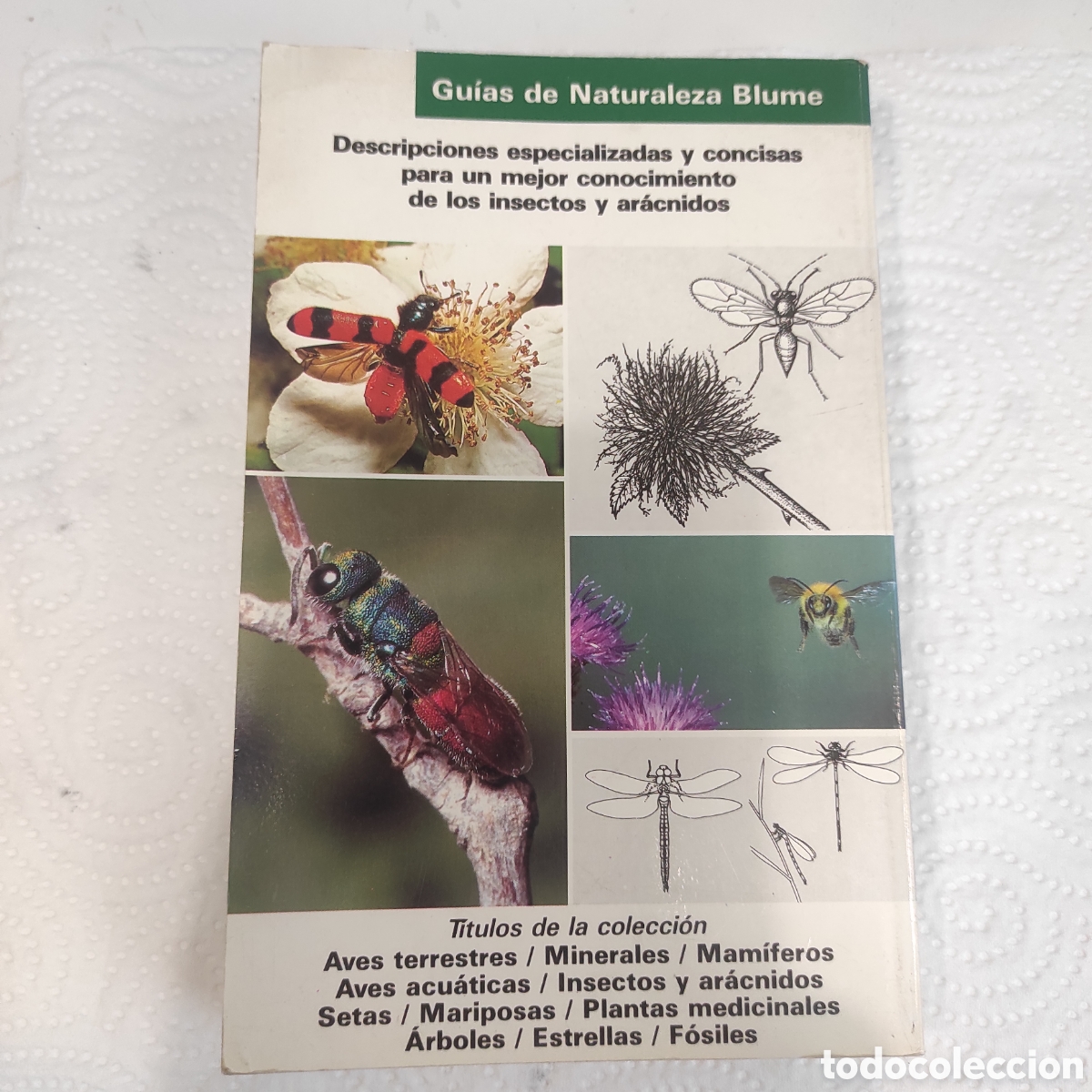 Libros de segunda mano: Insectos y Ar&aacute;cnidos - Foto 10