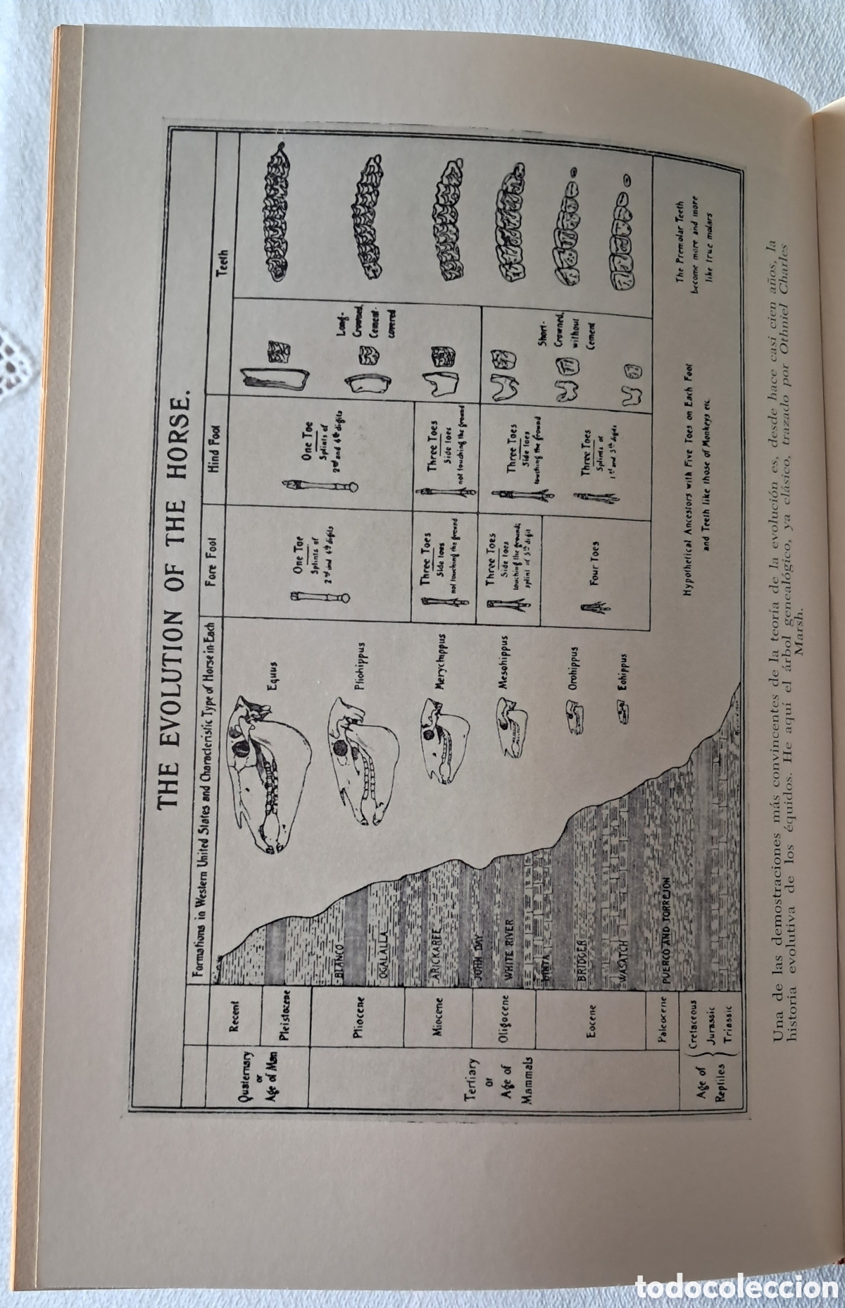Libros de segunda mano: Antes del Diluvio (Primera edici&oacute;n) - Foto 5