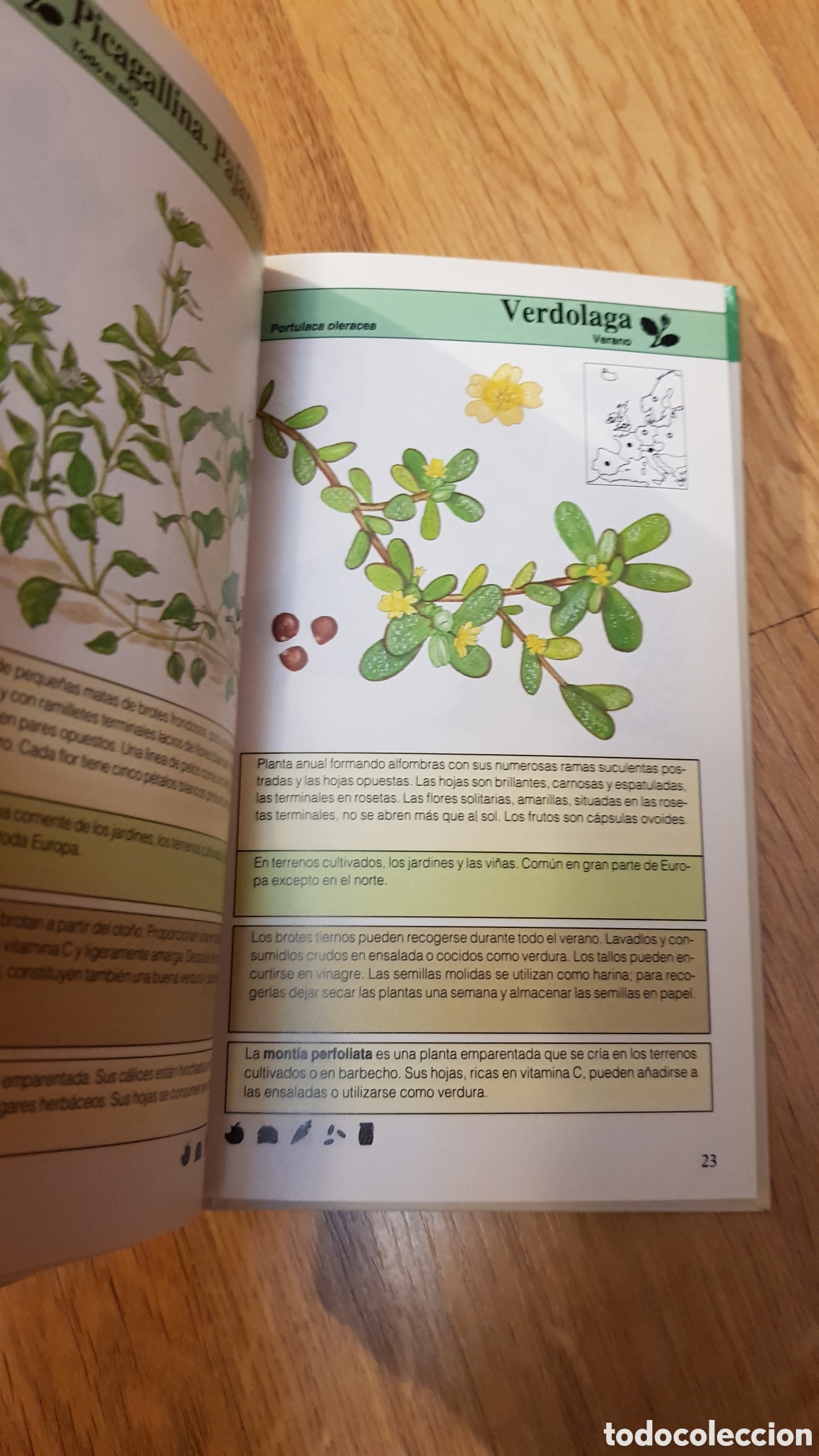 Libros de segunda mano: Plantas comestibles . cupula - Foto 4