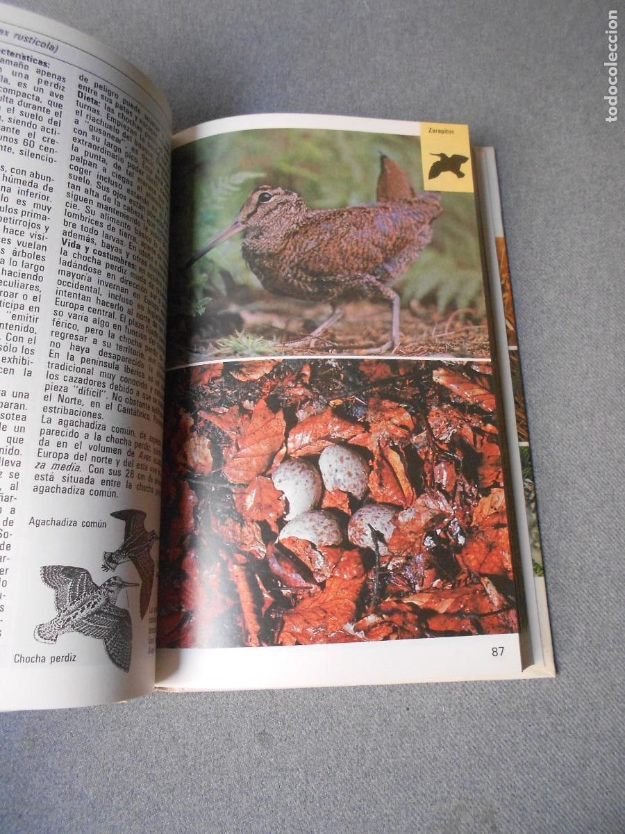 Libros de segunda mano: AVES TERRESTRES. EDITORIAL BLUME. - Foto 3