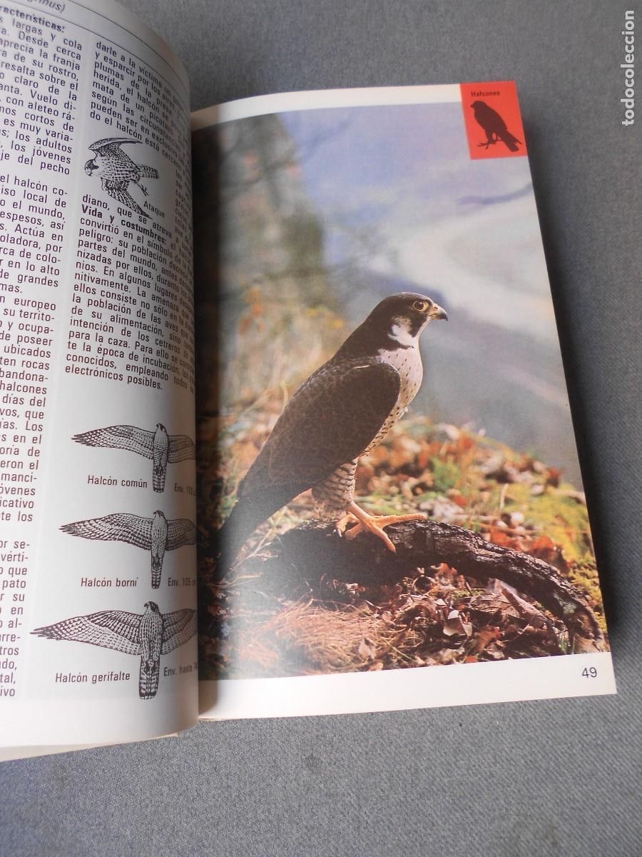 Libros de segunda mano: AVES TERRESTRES. EDITORIAL BLUME. - Foto 7