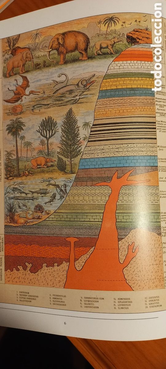 Libros de segunda mano: Tras las huellas de los dinosaurios Michael J. Benton C&iacute;rculo de Lectores 1991 - Foto 4