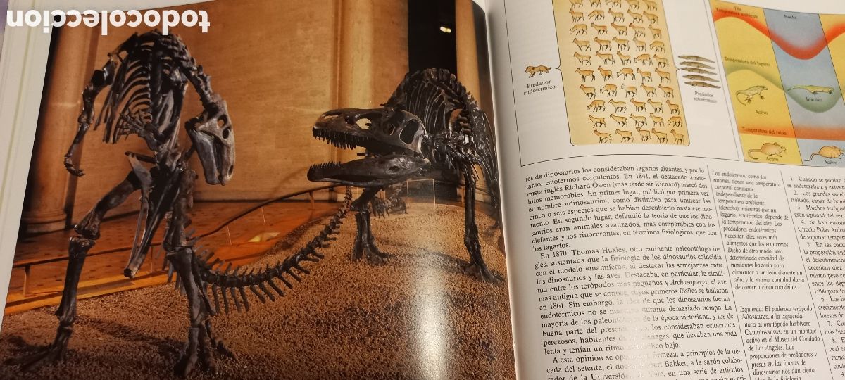 Libros de segunda mano: Tras las huellas de los dinosaurios Michael J. Benton C&iacute;rculo de Lectores 1991 - Foto 6