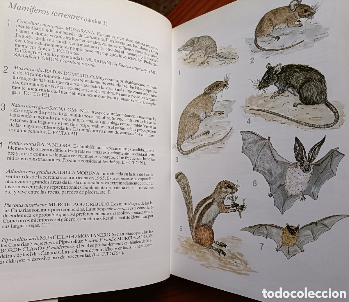 Libros de segunda mano: HISTORIA NATURAL DE LAS ISLAS CANARIAS. GUIA BASICA - Foto 2