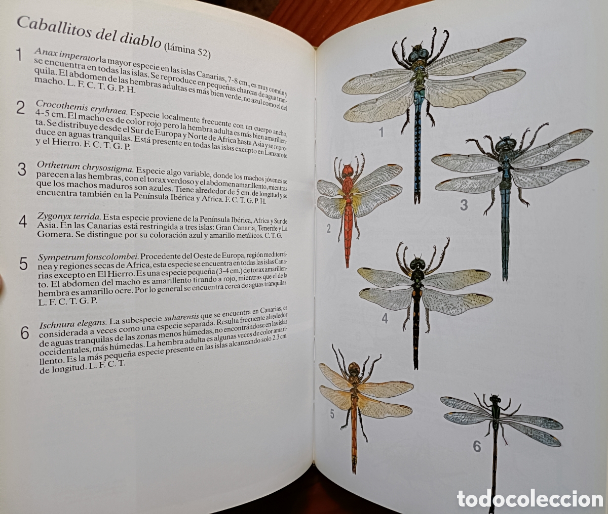 Libros de segunda mano: HISTORIA NATURAL DE LAS ISLAS CANARIAS. GUIA BASICA - Foto 3