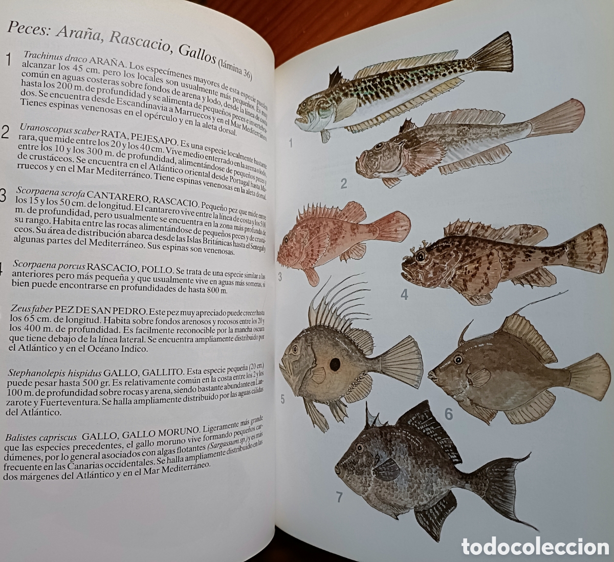 Libros de segunda mano: HISTORIA NATURAL DE LAS ISLAS CANARIAS. GUIA BASICA - Foto 4