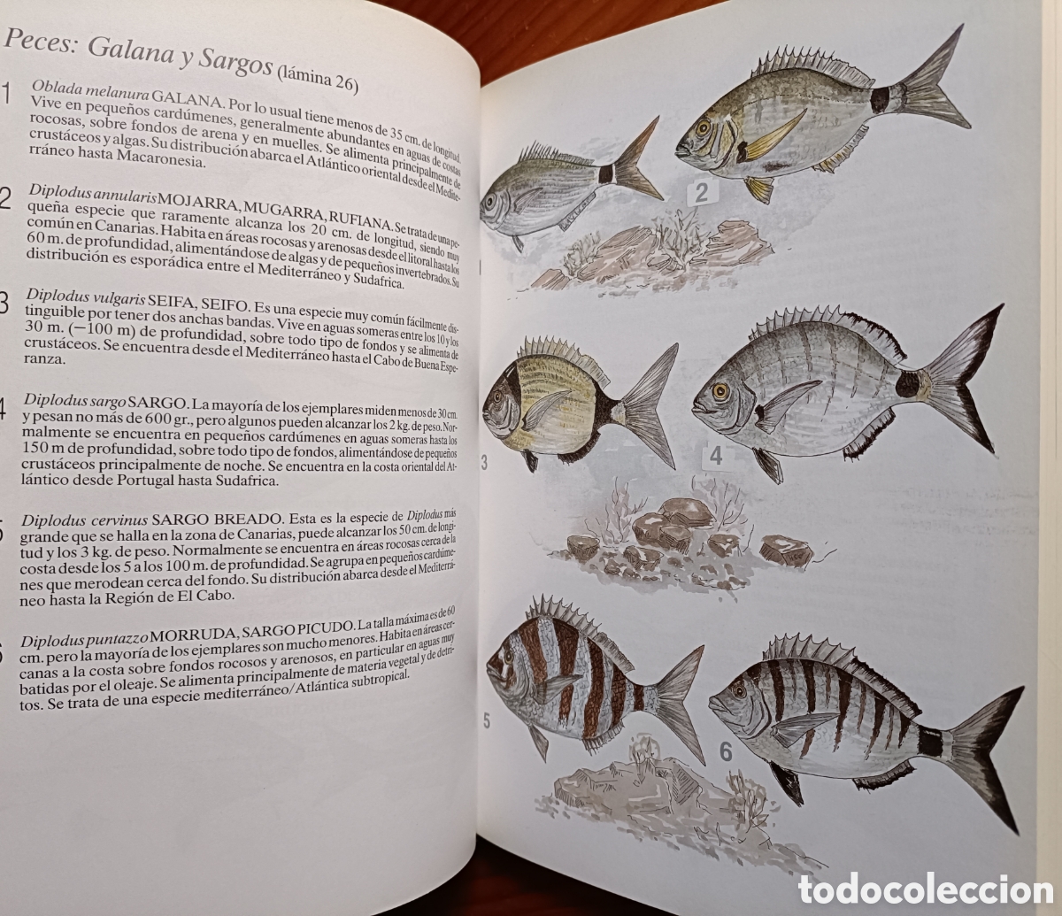 Libros de segunda mano: HISTORIA NATURAL DE LAS ISLAS CANARIAS. GUIA BASICA - Foto 5