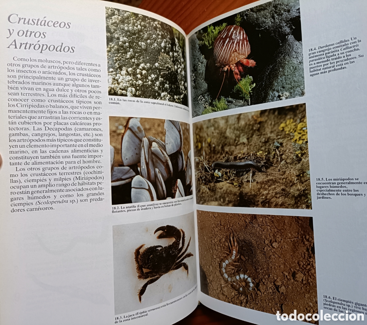 Libros de segunda mano: HISTORIA NATURAL DE LAS ISLAS CANARIAS. GUIA BASICA - Foto 6
