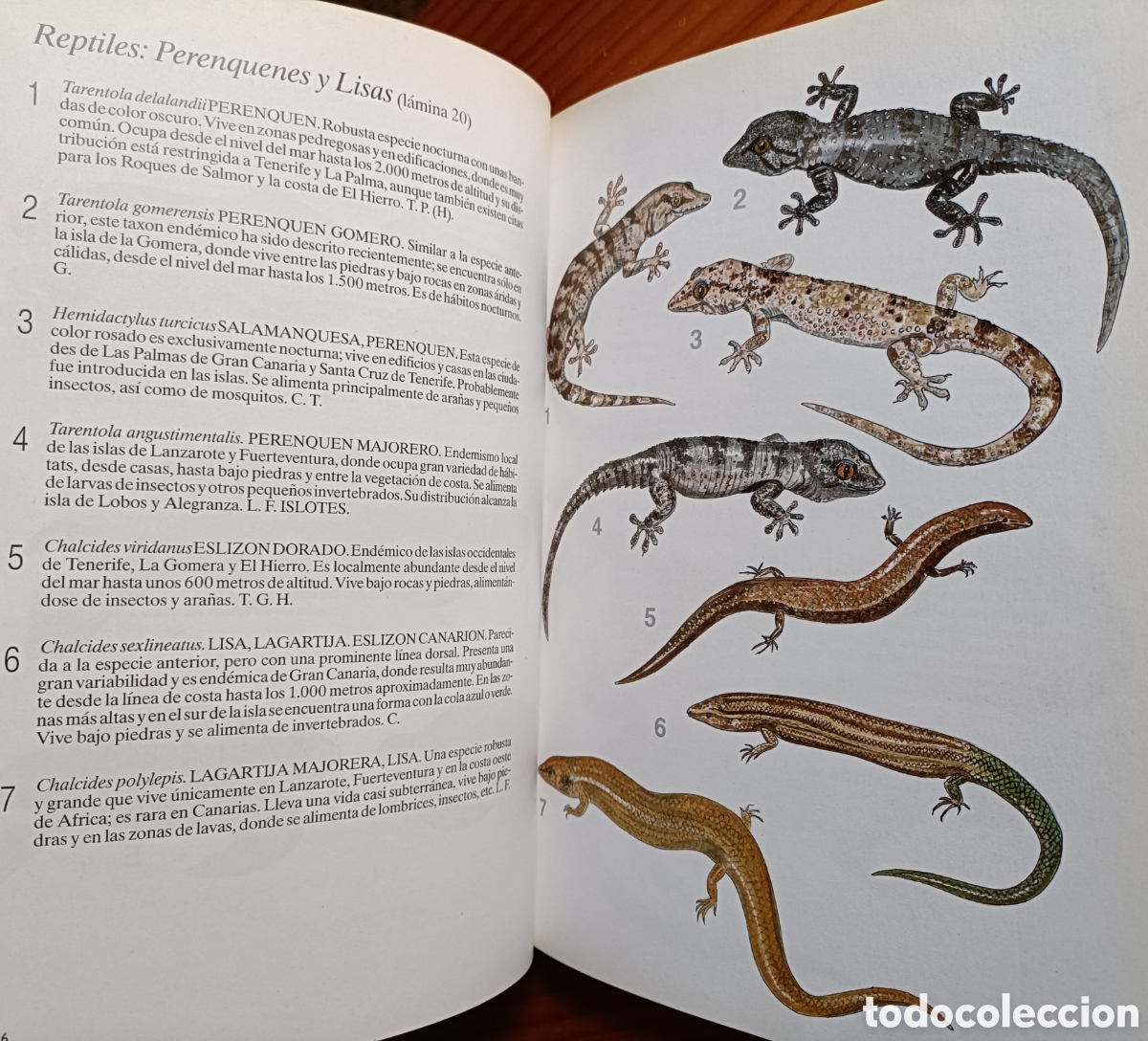 Libros de segunda mano: HISTORIA NATURAL DE LAS ISLAS CANARIAS. GUIA BASICA - Foto 7