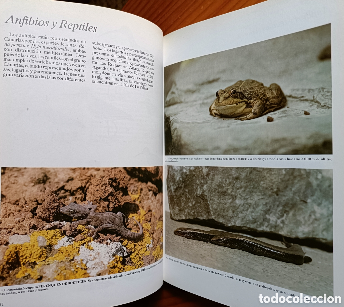 Libros de segunda mano: HISTORIA NATURAL DE LAS ISLAS CANARIAS. GUIA BASICA - Foto 8