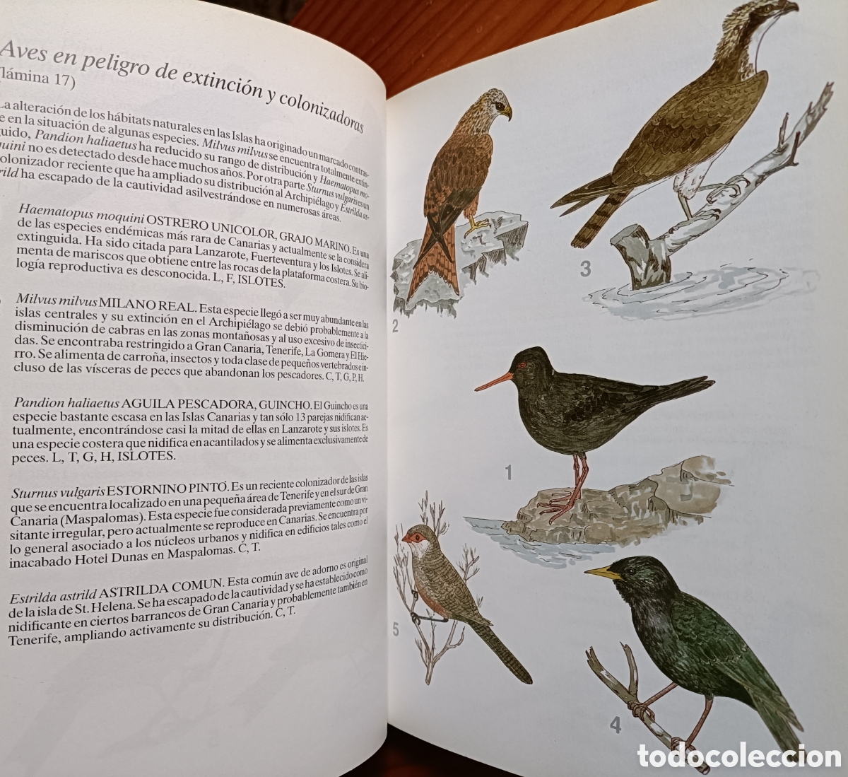 Libros de segunda mano: HISTORIA NATURAL DE LAS ISLAS CANARIAS. GUIA BASICA - Foto 9