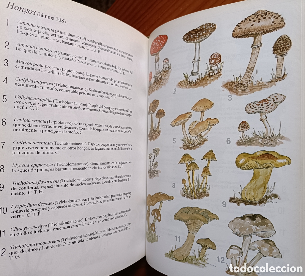 Libros de segunda mano: HISTORIA NATURAL DE LAS ISLAS CANARIAS. GUIA BASICA - Foto 10