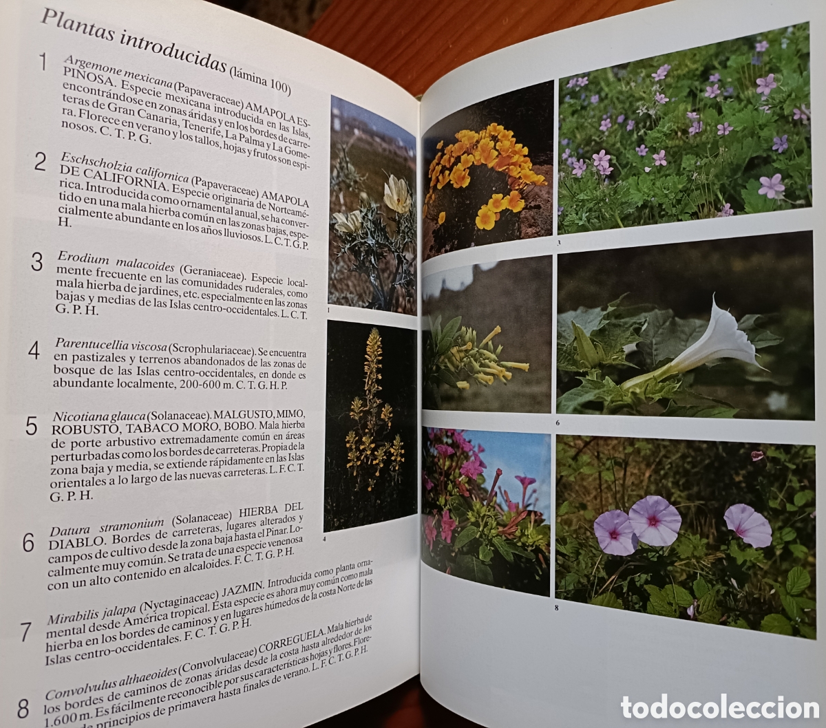 Libros de segunda mano: HISTORIA NATURAL DE LAS ISLAS CANARIAS. GUIA BASICA - Foto 11