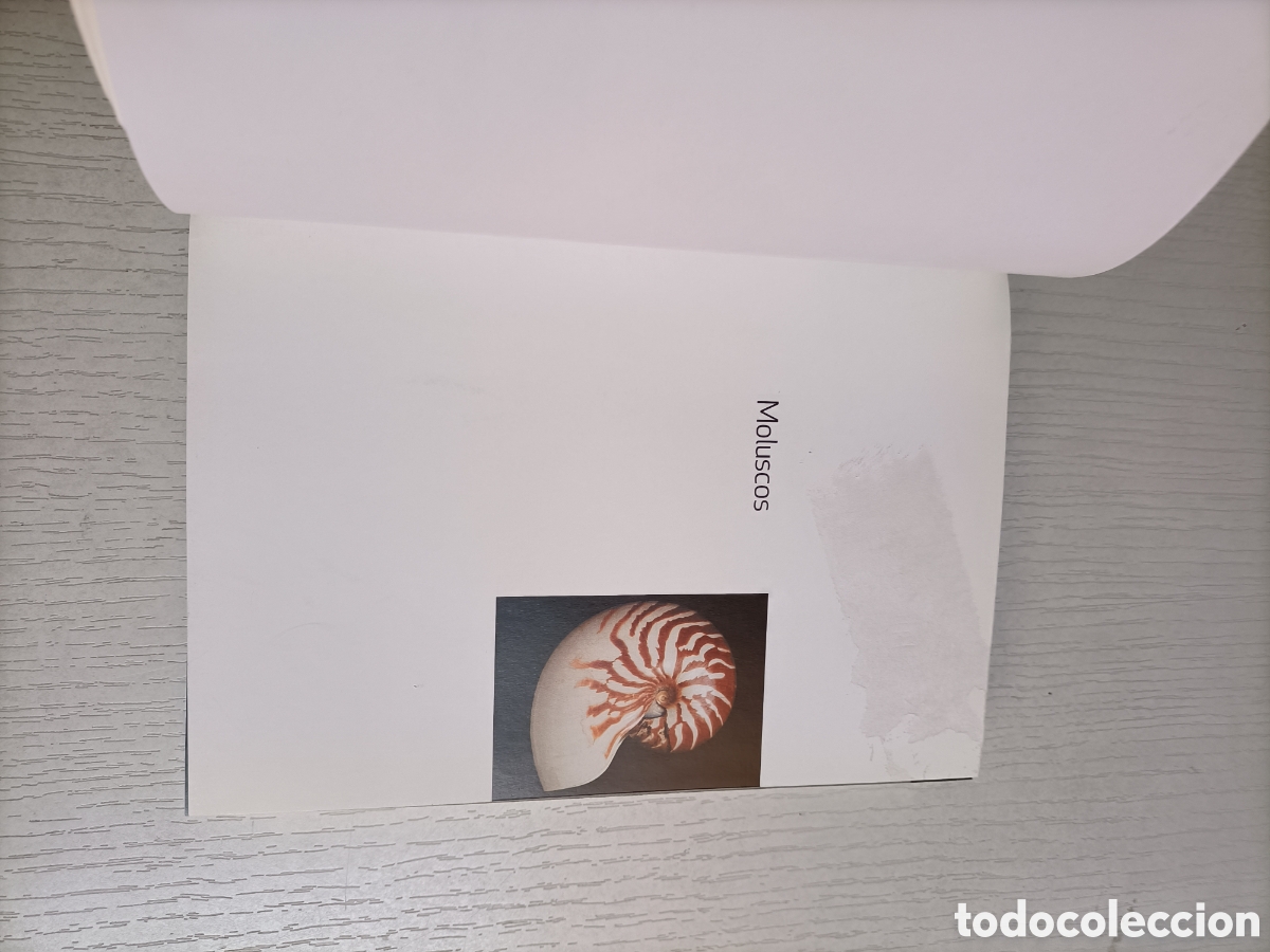 Libros de segunda mano: Moluscos. Arianna Fulvo. Roberto Nistri - Foto 5