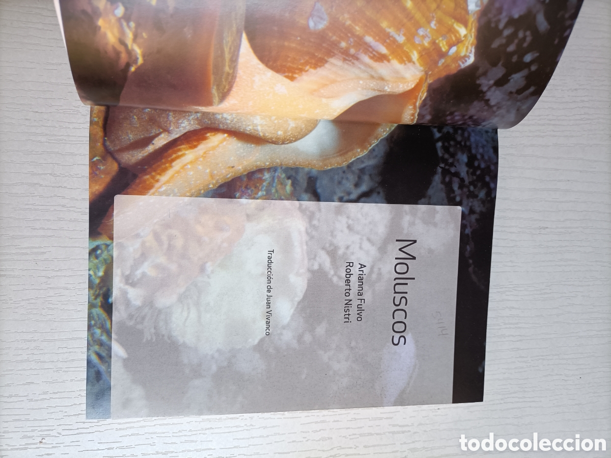 Libros de segunda mano: Moluscos. Arianna Fulvo. Roberto Nistri - Foto 6