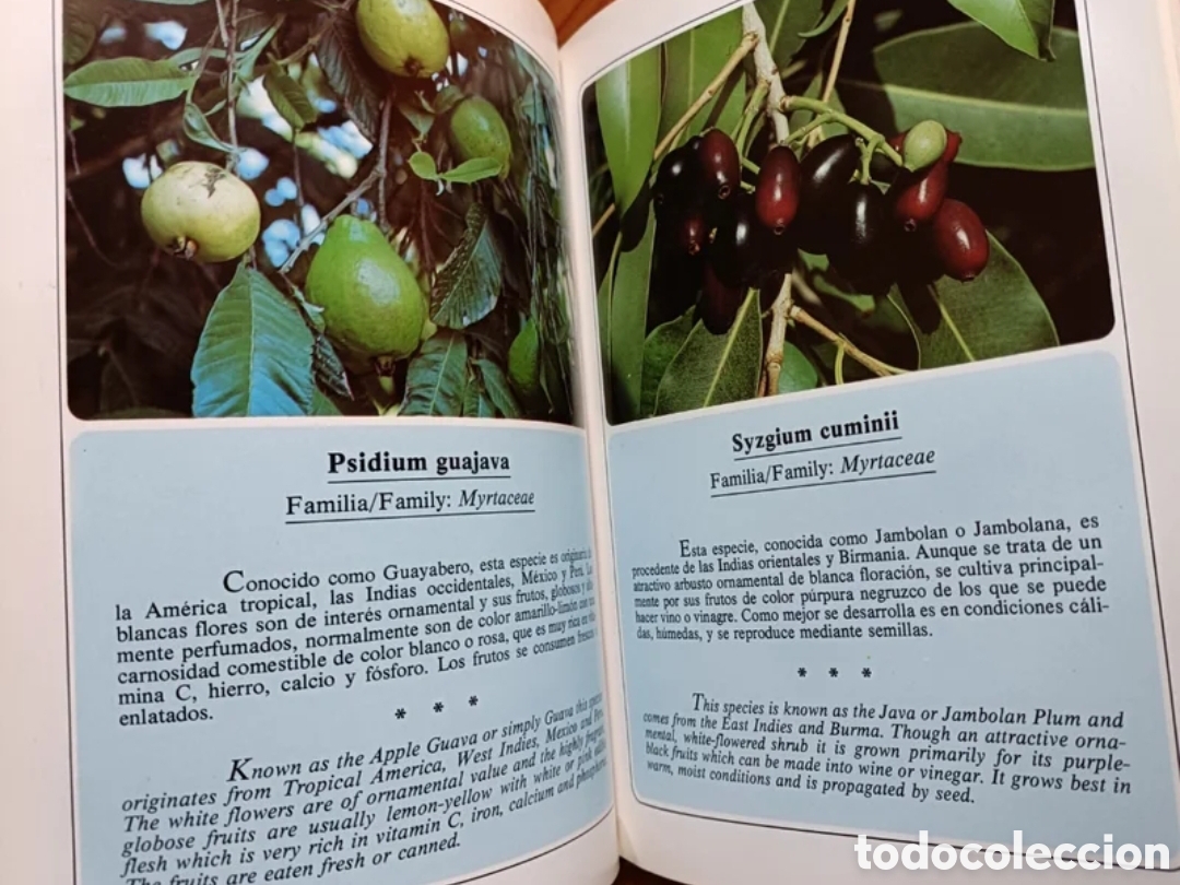 Libros de segunda mano: Jardines de Canarias III - Foto 6