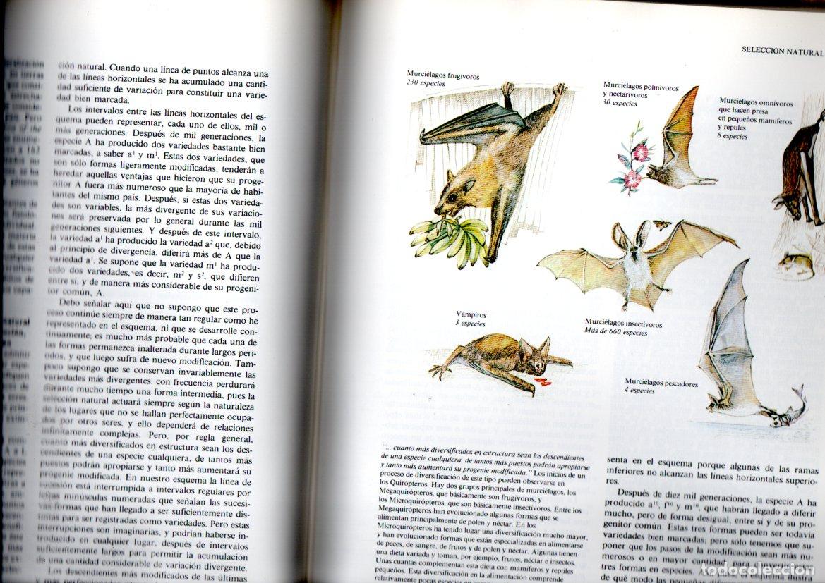 Libros de segunda mano: DARWIN . EL ORIGEN DE LAS ESPECIES (SERBAL - C&Iacute;RCULO, 1984) MUY ILUSTRADO - Foto 2