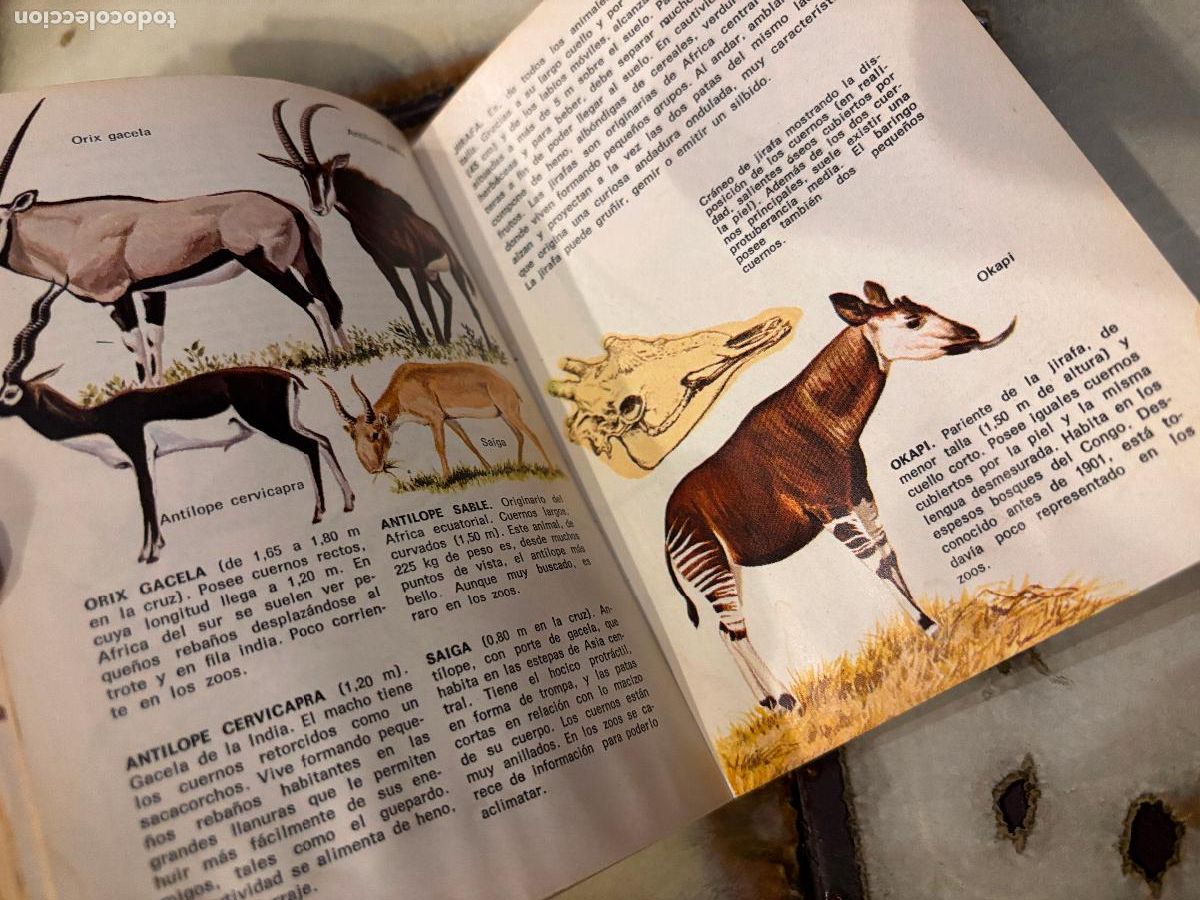 Libros de segunda mano: Animales del zoo. Peque&ntilde;a Biblioteca Daimon. - Foto 5