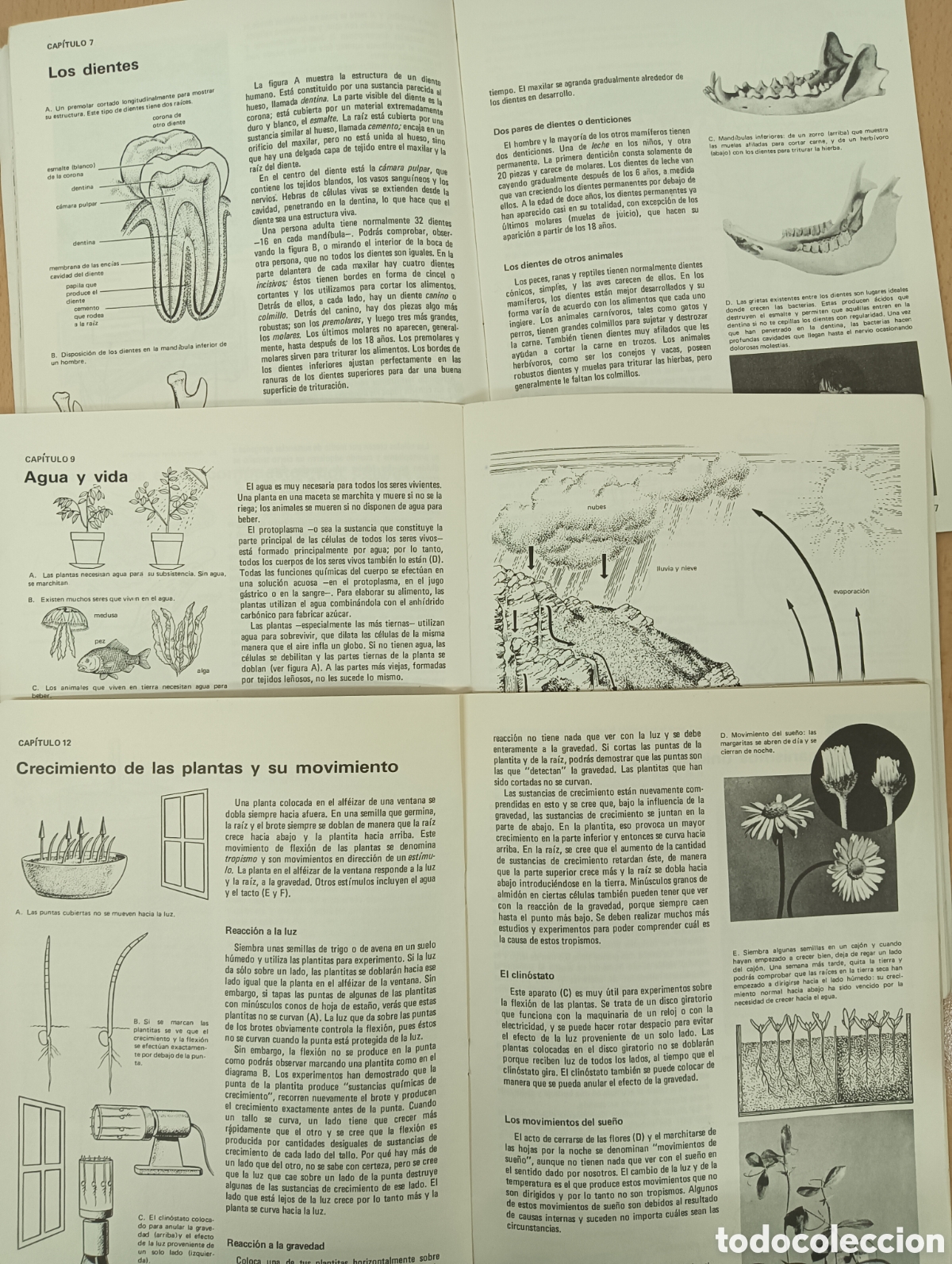 Libros de segunda mano: Biolog&iacute;a. M. Chinery. Editorial kapelusz - Foto 8