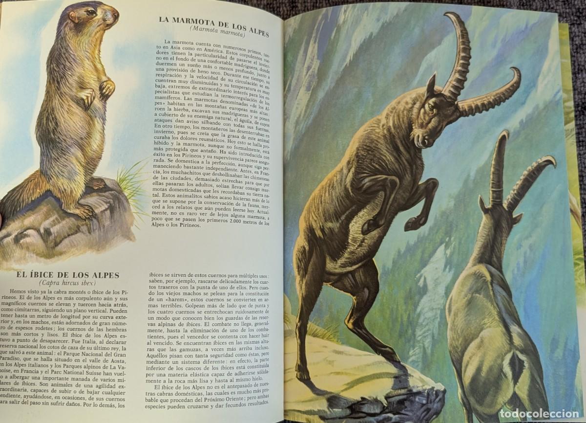 Libros de segunda mano: Fauna - Area 5 - 5 tomos - Timun Mas (1975) &iexcl;Colecci&oacute;n completa! - Foto 18