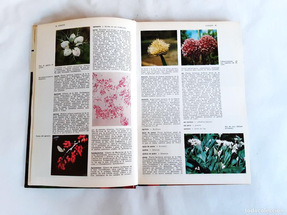 Libros de segunda mano: DICCIONARIO DE BOTANICA EDITORIAL TEIDE A&Ntilde;O 1973 - Foto 8