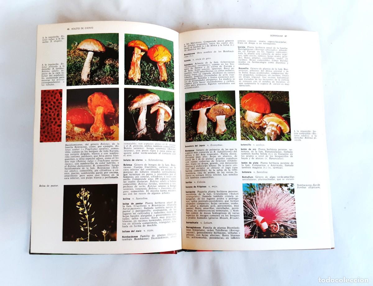 Libros de segunda mano: DICCIONARIO DE BOTANICA EDITORIAL TEIDE A&Ntilde;O 1973 - Foto 9